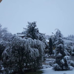 Neve ad Ostra