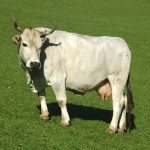 Mucca, allevamento, bovini