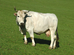 Mucca, allevamento, bovini