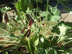 Il geranio Pelargonium sidoides, famiglia Geraniaceae