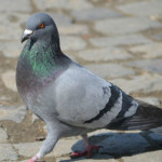 Piccioni