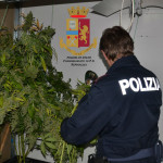 Operazione antidroga della Polizia Maxi sequestro di marijuana