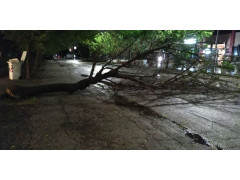 Albero caduto alla cesanella per forte vento