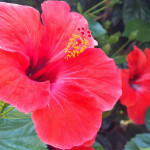 Fiore di Ibisco