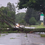 Albero in strada a Borgo Catena