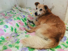 cane abbandonato sul ciglio della strada