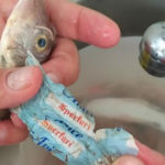 Carta nel corpo del pesce