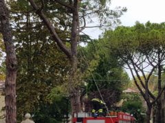 Ramo spezzato su viale A. Garibaldi, intervento dei Vigili del Fuoco
