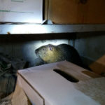 Nutria