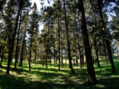 Il parco Selva di Boccalupo