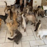 Gatti in casa