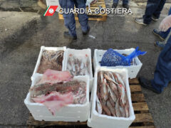 Pesce, controlli, pesca