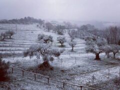 Spolverata di neve a Scapezzano di Senigallia - Foto Francesco Cucchi