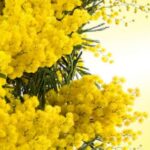 Mimosa