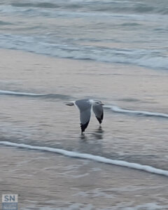 Gabbiano sorvola la spiaggia di Velluto di Senigallia - Volo di novembre - Foto di Patrizia Dissegna