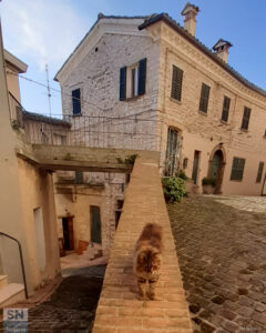 Centro storico di Arcevia - Gatto dei vicoli di Palazzo d'Arcevia -Mirella Baldetti