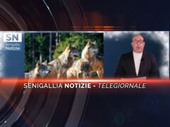 senigallia notizie telegiornale