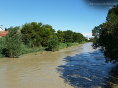 Il giorno dopo il maltempo del 29 luglio: il fiume Misa ancora in piena