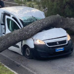 Pino caduto su automezzo lungo stradone Misa a Senigallia