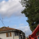 Pino caduto lungo stradone Misa a Senigallia - Danni a illuminazione pubblica