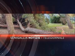 senigallia notizie telegiornale