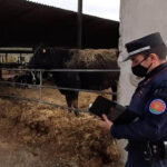 Controlli dei Carabinieri Forestali in allevamento bovini