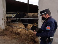 Controlli dei Carabinieri Forestali in allevamento bovini