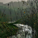 Vegetazione ripariale lungo il fiume Misa - Foto di Floriana Giacchini