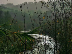 Vegetazione ripariale lungo il fiume Misa - Foto di Floriana Giacchini