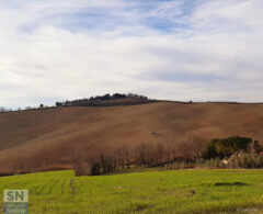 Colline senigalliesi, lavori in corso - Foto di Patrizio Cardellini