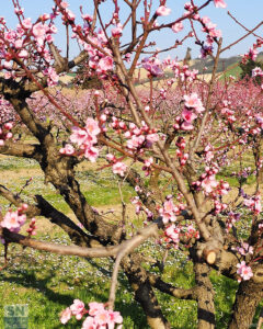 Alberi in fiore a Senigallia - Fiori rosa, fiori di pesco - Foto di Luciano Rossetti