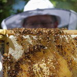 Laboratorio apicoltore