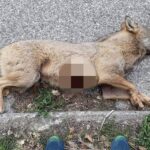 Lupo ucciso a fucilate ad Arcevia