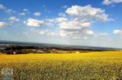 Colline senigalliesi - Un mare di...giallo - Foto di Patrizio Cardellini