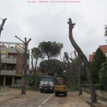 Abbattimento pini lungo viale Anita Garibaldi - foto Francesco Sestito