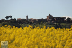 Dalla colza a Scapezzano - foto di Massimo Modesti