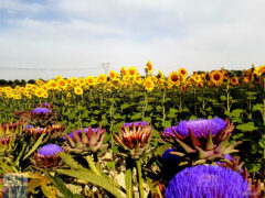 In mezzo a girasoli e carciofi in fiore! - Foto di Patrizio Cardellini