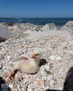 Volerò su questo mare - Foto di Roberta Bisci
