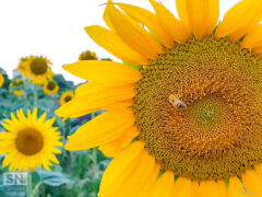 Al lavoro sul girasole - Foto di Sonia Amorello