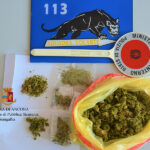 La marijuana sequestrata dalla Polizia a Senigallia
