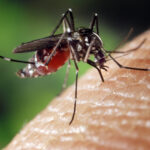 L'Aedes albopictus, meglio nota come Zanzara Tigre