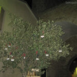 Festa Olio Nuovo 2012 a Scapezzano