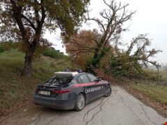 Quercia caduta a Corinaldo in via dell'Incancellata