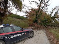 Quercia caduta a Corinaldo in via dell'Incancellata