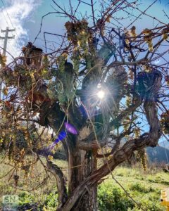 La bellezza di un raggio di sole - Foto Cristina Giachè