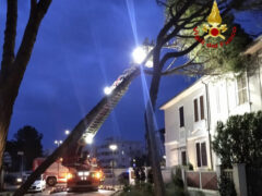 Pini pericolanti in viale A. Garibaldi