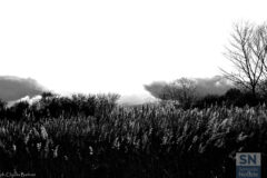 La natura in bianco e nero - Foto Claudia Barboni