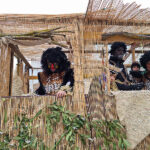 Carnevale 2023 a Senigallia - Borgo Bicchia
