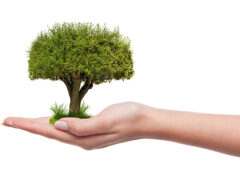 Giornata Nazionale degli Alberi