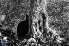 Nerino - Foto Loriano Brunetti